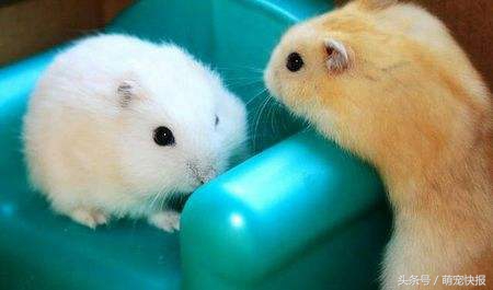 个头小小，敌意很强，喜欢挑战养一只吧……