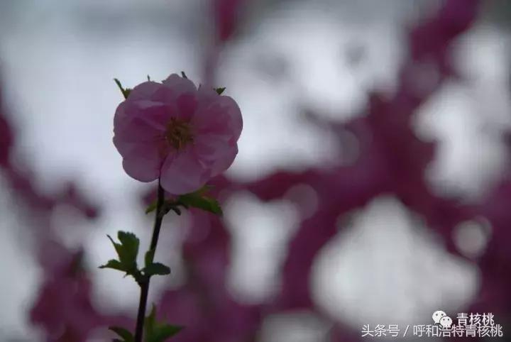 大家好这是我的家英文,大家好这是我的家图片卡通