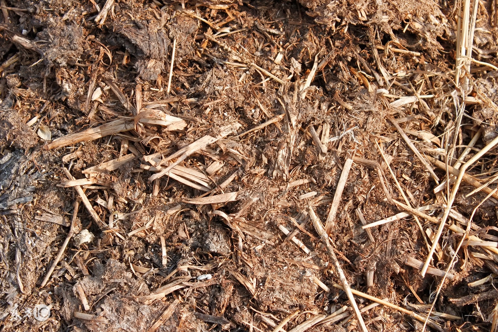 多年柑橘树不开花的原因,柑橘树只开花不结果什么原因