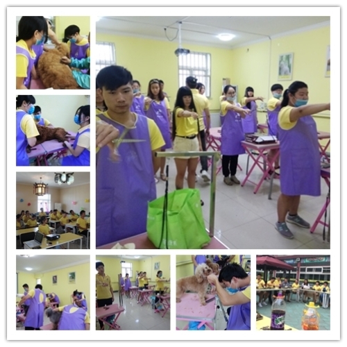 中国畜牧业协会ngkc证书有用吗,ngkc协会授权的学校