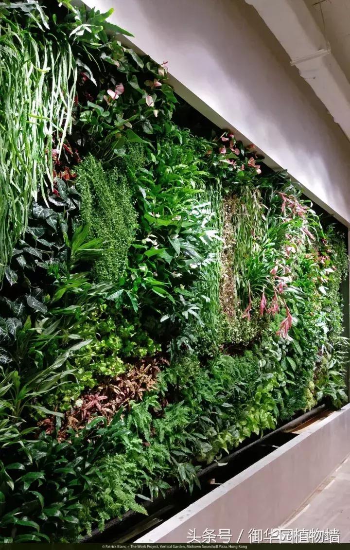 植物大战僵尸之父是中国人,植物墙创始人