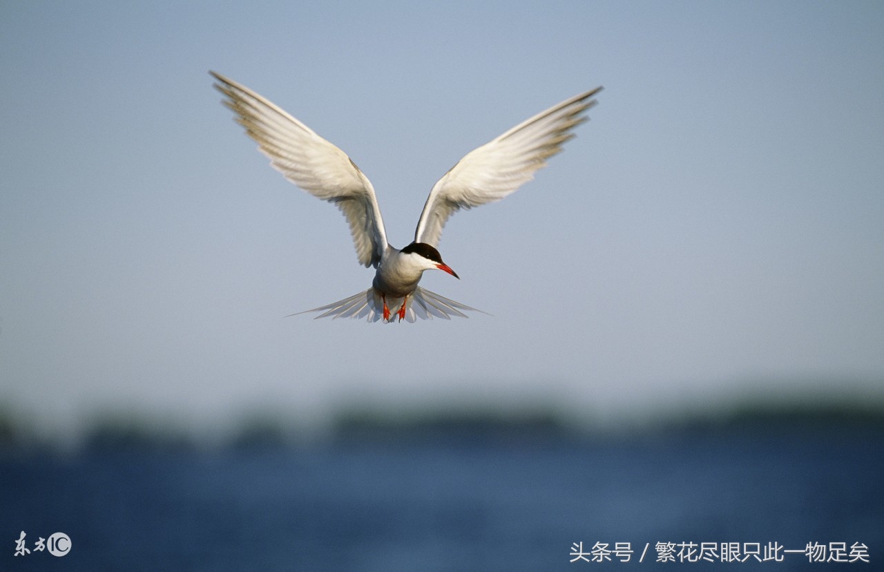 燕窝是什么鸟的唾液,燕窝是什么鱼