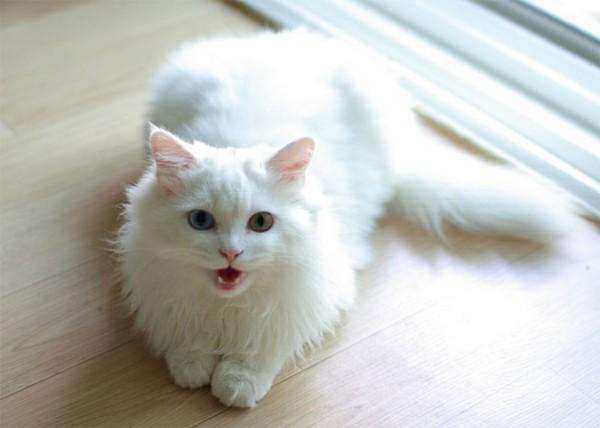 喵咪被主人哄骗到浴室洗澡，当喷头喷水时，喵咪的动作碉堡了