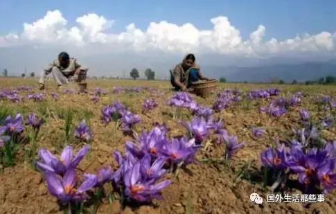 伊朗波斯文明有多强大,伊朗的文明历史