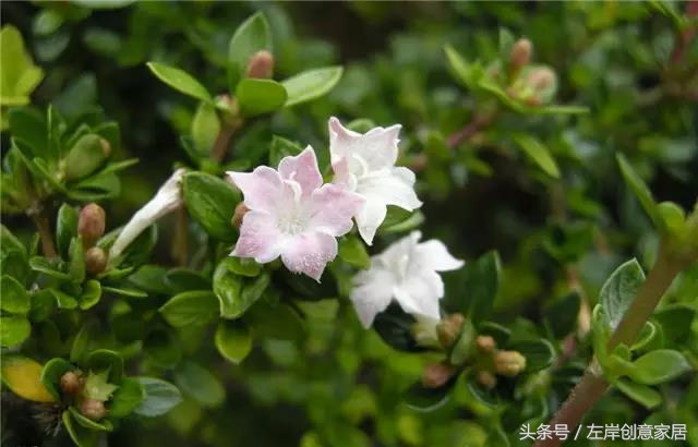 100种室内植物大全,户外小景观植物大全