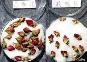 女人爱玫瑰花好吗,玫瑰花女人喜欢吗