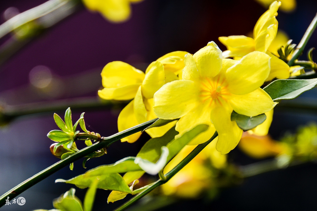 生肖鸡哪年遇红鸾和天喜,生肖鸡出生二十四小时吉运