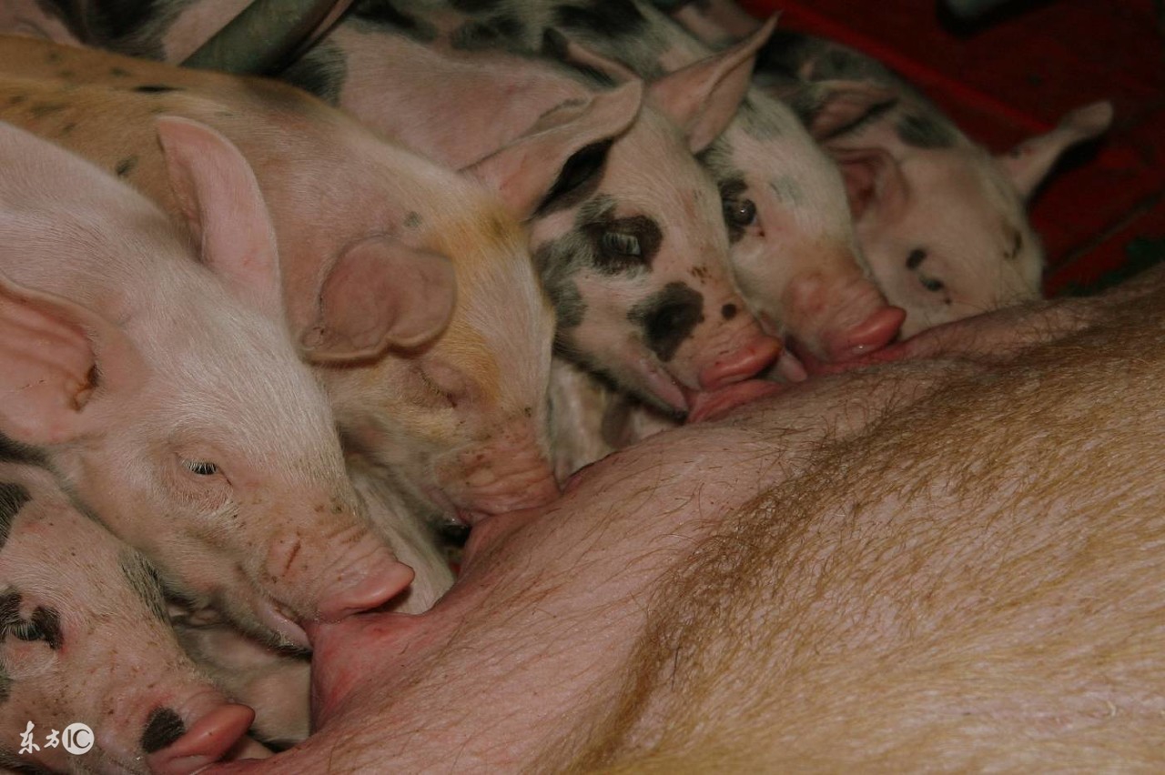 母猪产后低温症治疗,母猪低温最好的处理方法