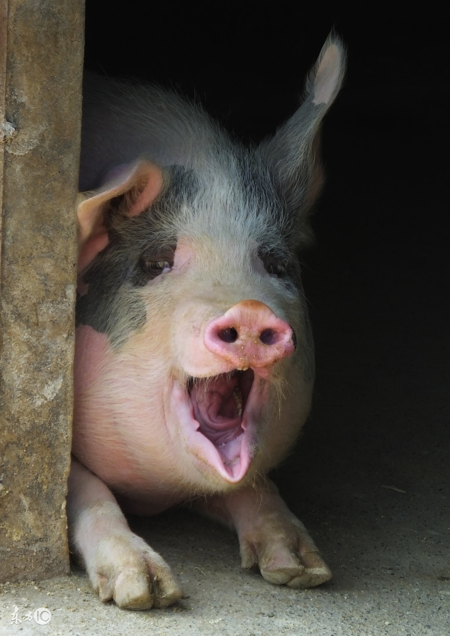 猪口蹄疫发病新特点及其防控要点,如何防控猪口蹄疫症状