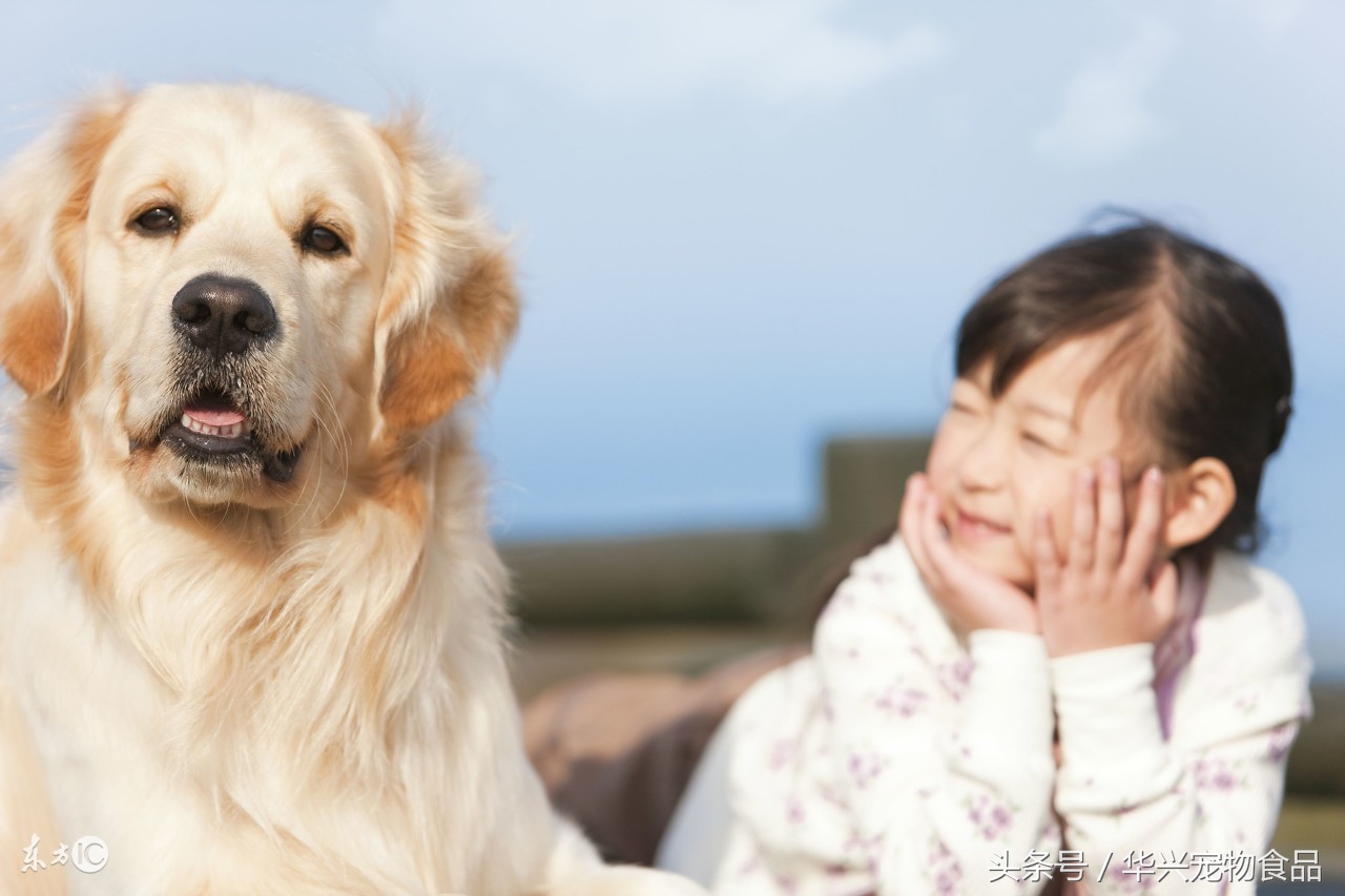 宠物狗狗拉稀用什么药,狗狗幼犬拉稀又带成形屎怎么回事