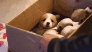 你是如何对待狗的,如果你打你家自己的狗会怎么样