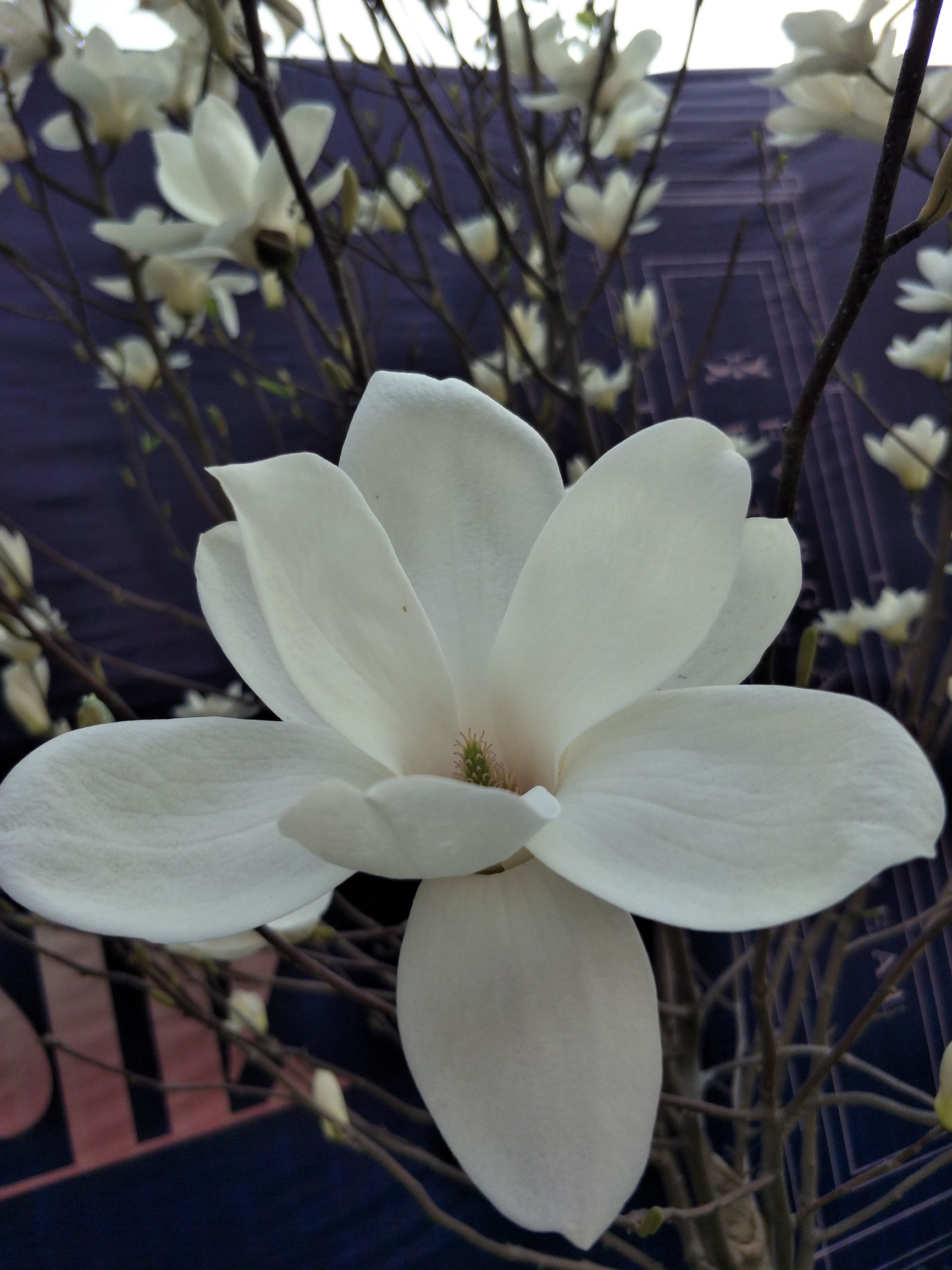 白玉兰洁白孤傲,白玉兰是玉兰中的极品吗