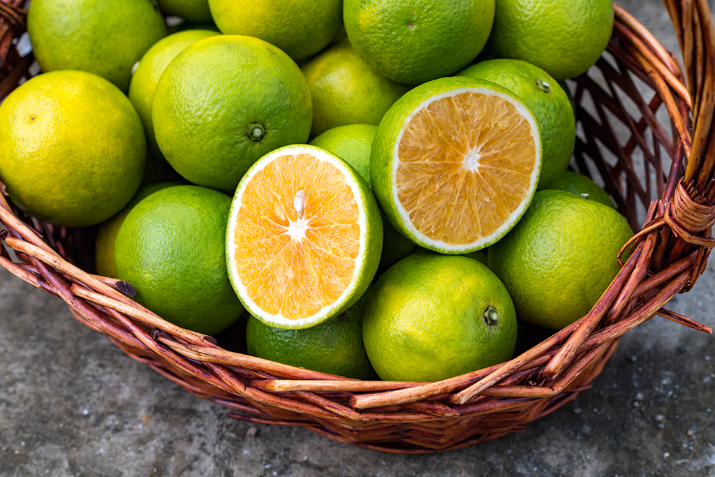 琼中绿橙发布会,琼中绿橙采摘旅游季