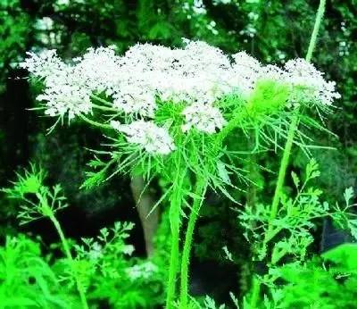 开春挖野菜教你轻松识别18种野菜,您知道春季最养肝护肝的野菜吗