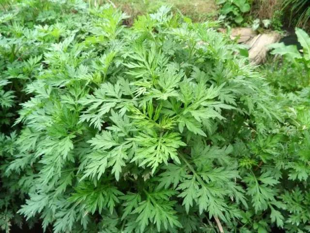 开春挖野菜教你轻松识别18种野菜,您知道春季最养肝护肝的野菜吗