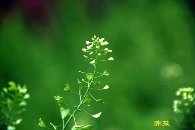 开春挖野菜教你轻松识别18种野菜,您知道春季最养肝护肝的野菜吗