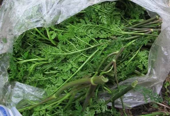 开春挖野菜教你轻松识别18种野菜,您知道春季最养肝护肝的野菜吗