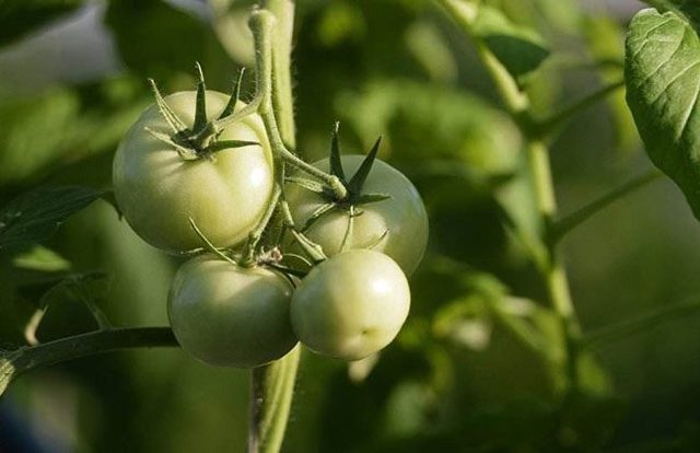 农村种植这10种树最能赚钱,农村种植什么最赚钱又不愁销路