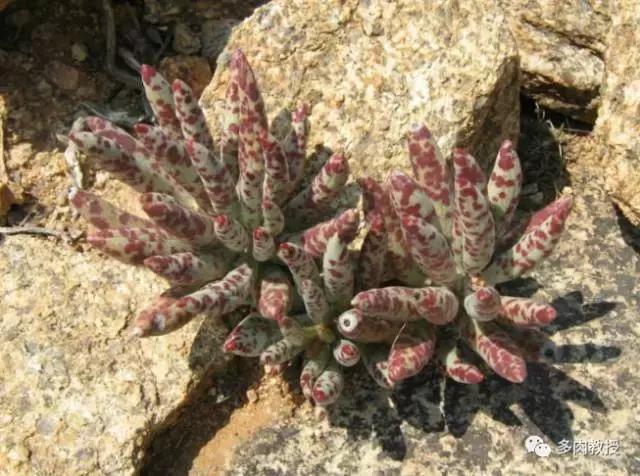 大连多肉在野外的生长环境,常见的一些多肉品种