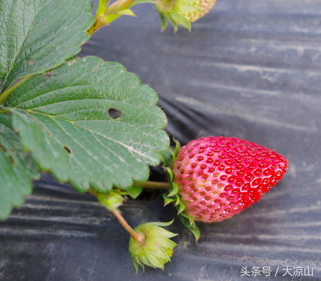 凉山德昌县草莓价格今日行情,德昌草莓批发价格