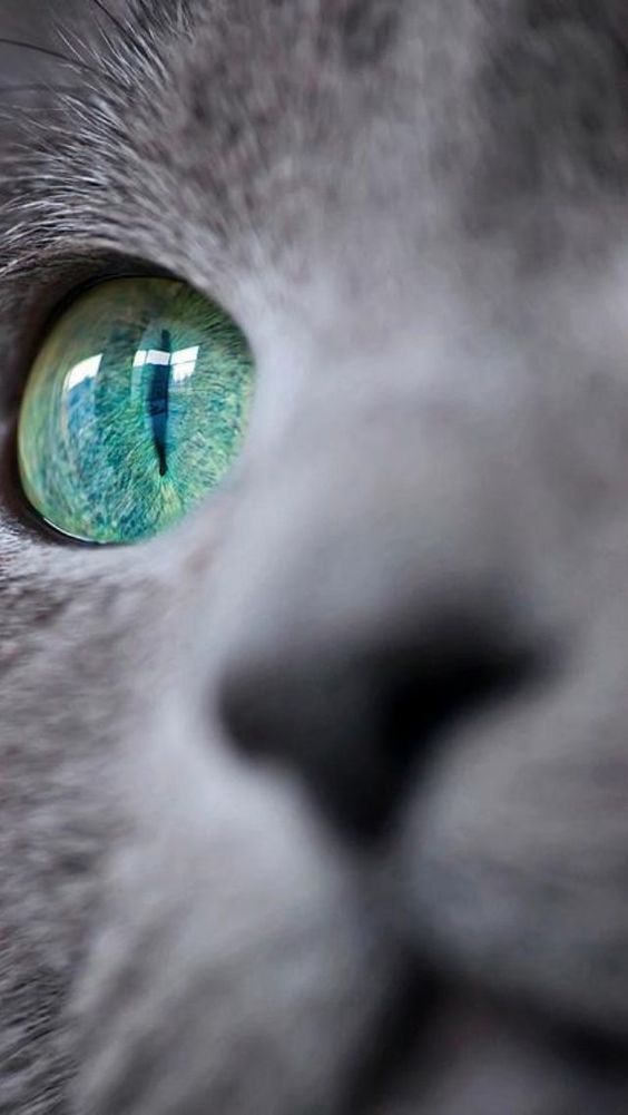 最贵的猫咪,世界上最贵的猫咪十大排名