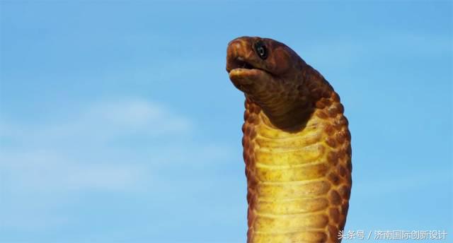 这34个间谍，每天只干一件事：*窥偷**！还拍成电影全球上映？