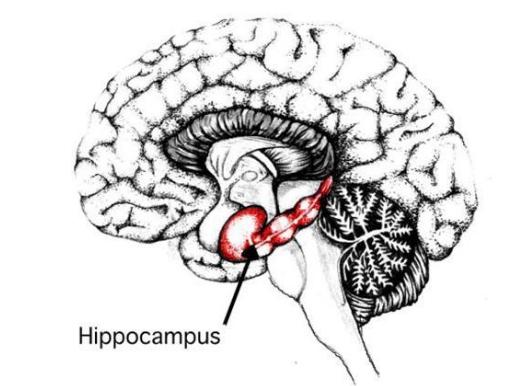 爱因斯坦大脑和平常人大脑对比,爱因斯坦大脑与众不同的奥秘所在