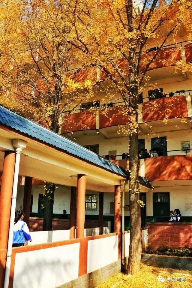 博山区银杏树,博山源泉淄博二中