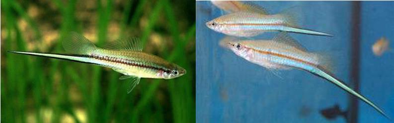 热带剑尾鱼生崽吗,热带小型鱼观赏鱼