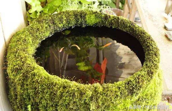 金鱼正确的养法,金鱼的正确养法视频