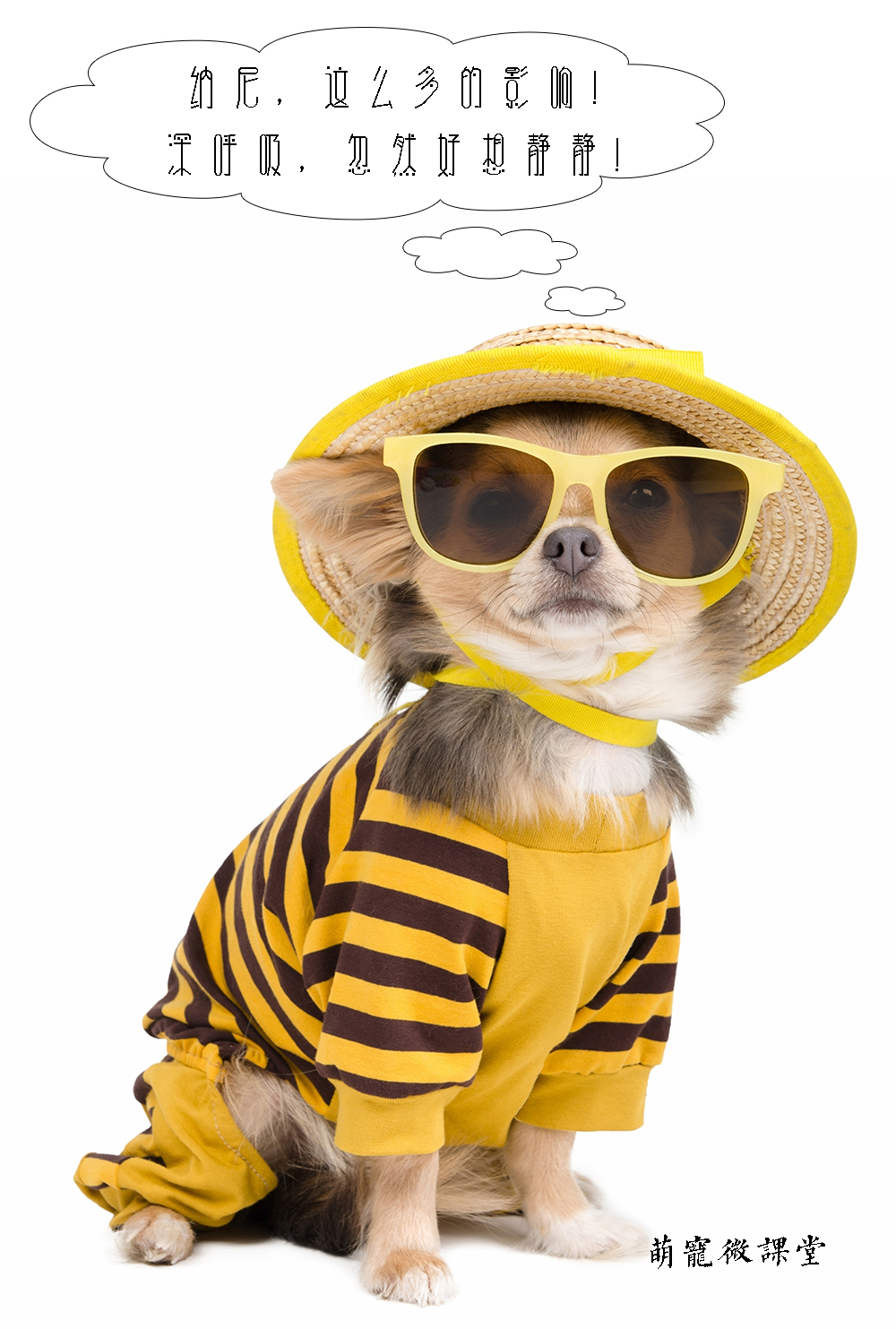 宠物冷知识巴哥犬,宠物冷知识英文版