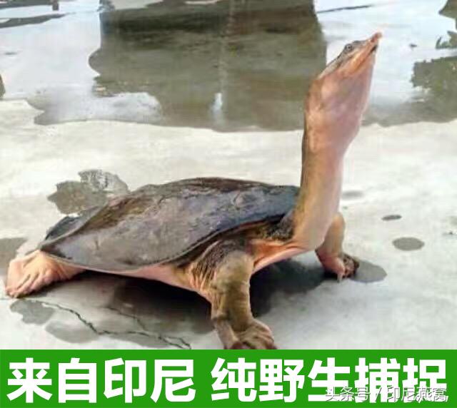 舌尖上的佛山甲鱼一鱼多吃,马来西亚美食甲鱼