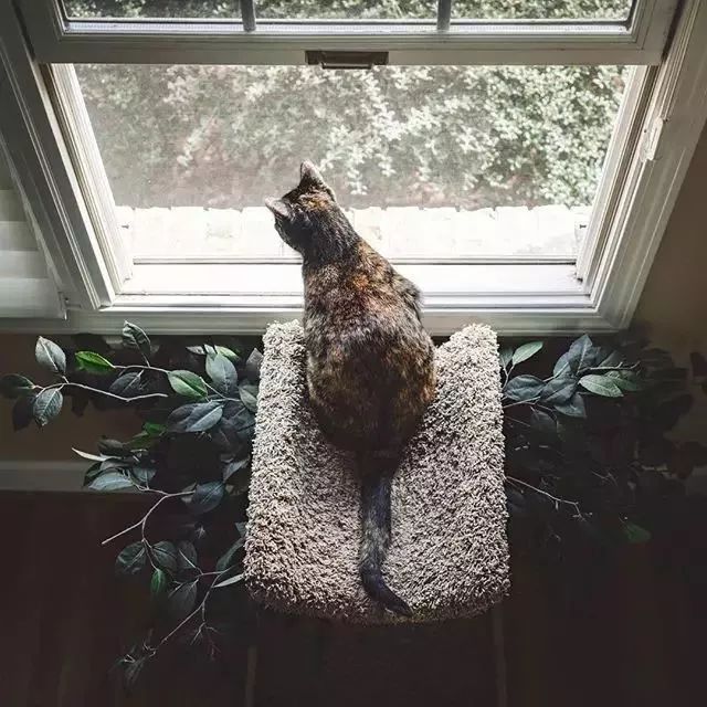 玳瑁猫最丑的猫,玳瑁猫长得好凶