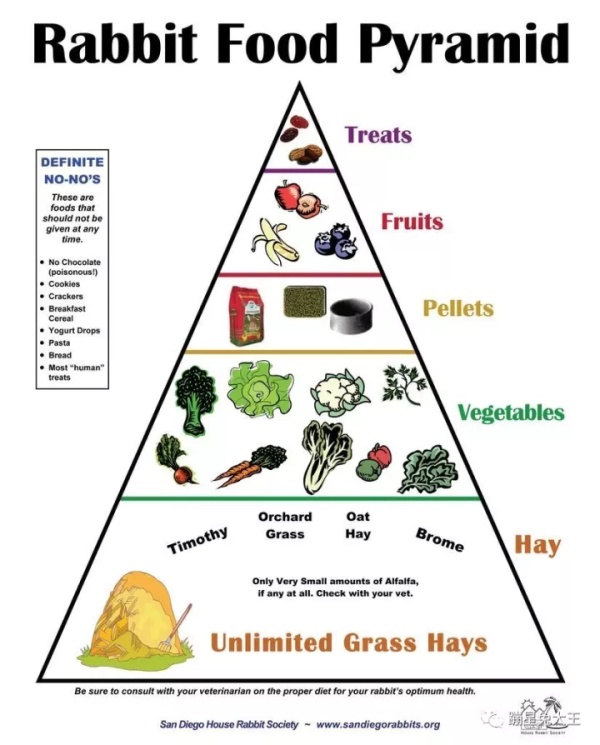 养只兔子做宠物怎么样,养兔子当宠物的注意事项和禁忌