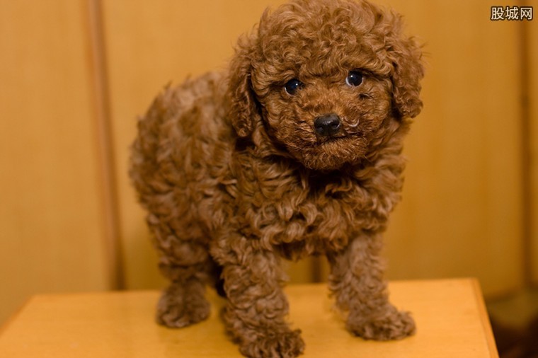 泰迪最少多少钱一只,纯种泰迪一般多少钱一只