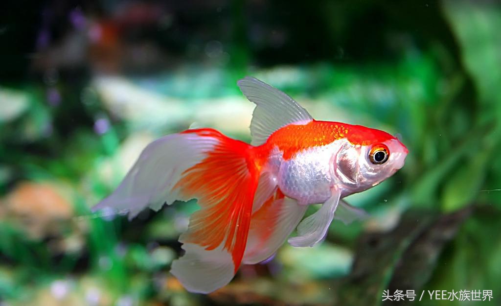 天气太冷金鱼冬眠怎么办,冬天怎么判断金鱼冬眠