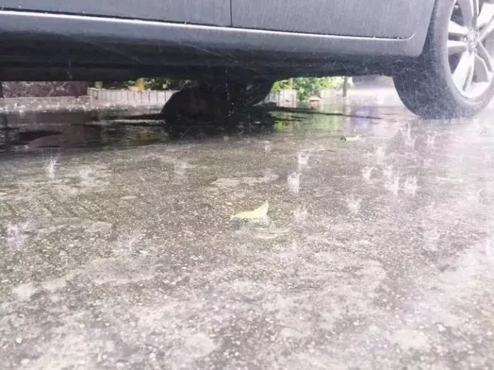 玳瑁猫最丑的猫,玳瑁猫长得好凶