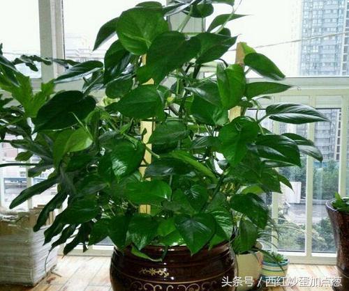 绿萝怎么养才能更旺盛可以浇啤酒,绿萝爆盆要放什么药片