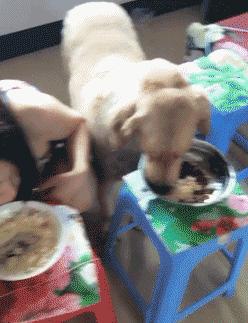 抱紧我你就不冷啦,暖心汪星人就是这么关心自己的主人!