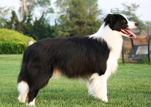 狗狗的品种以及品种的遗传病，*友狗**们要多加注意啊！