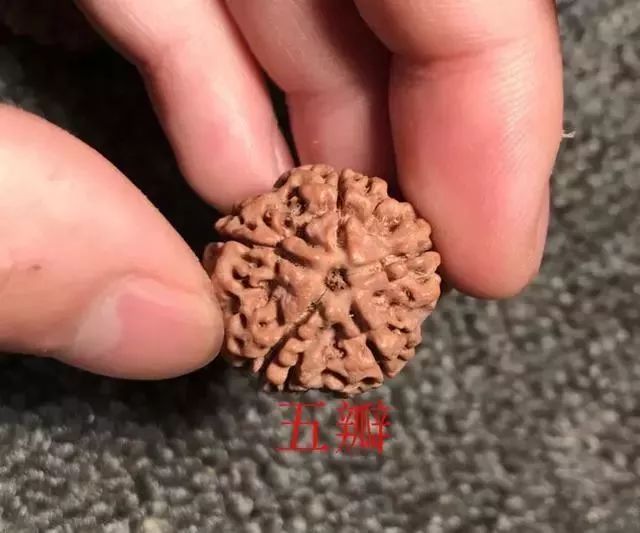 怎样区分打药的金刚菩提,金刚菩提怎么鉴别值钱