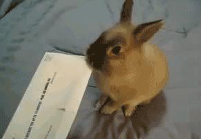 养只兔子做宠物怎么样,养兔子当宠物的注意事项和禁忌