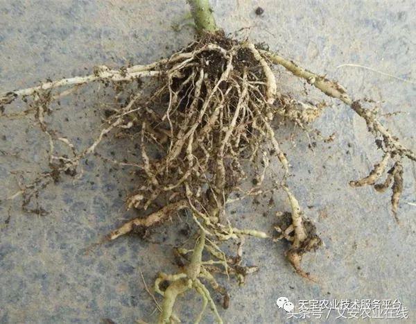 土壤中的线虫都是有害的吗,土壤虫害危害