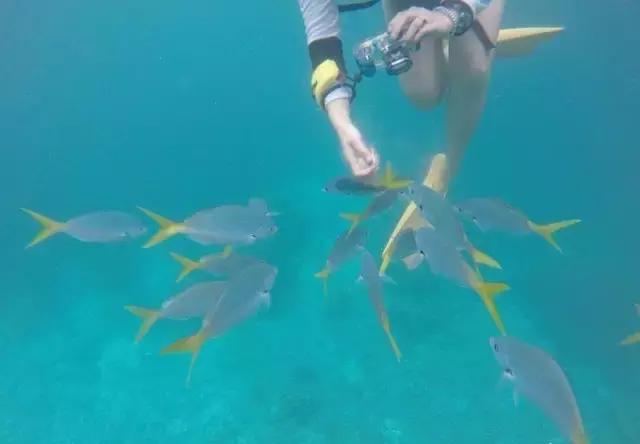 帕劳归来不看海视频,帕劳归来不看海