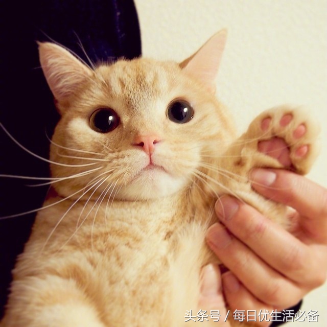 猫爪肉球形状判断猫咪性格,猫咪肉球颜色决定猫咪性格