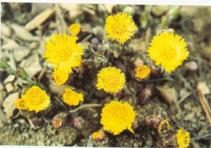 常见止咳食物,正确吃什么可以治咳嗽