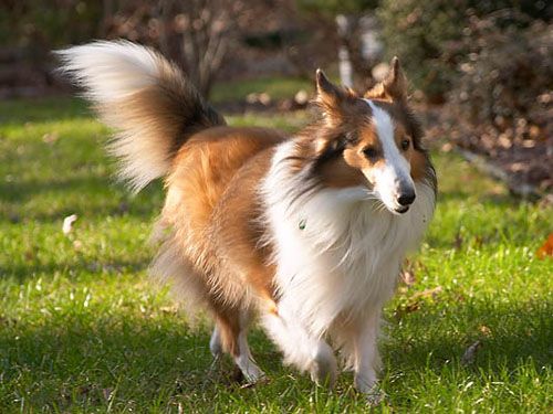 狗狗的品种以及品种的遗传病，*友狗**们要多加注意啊！