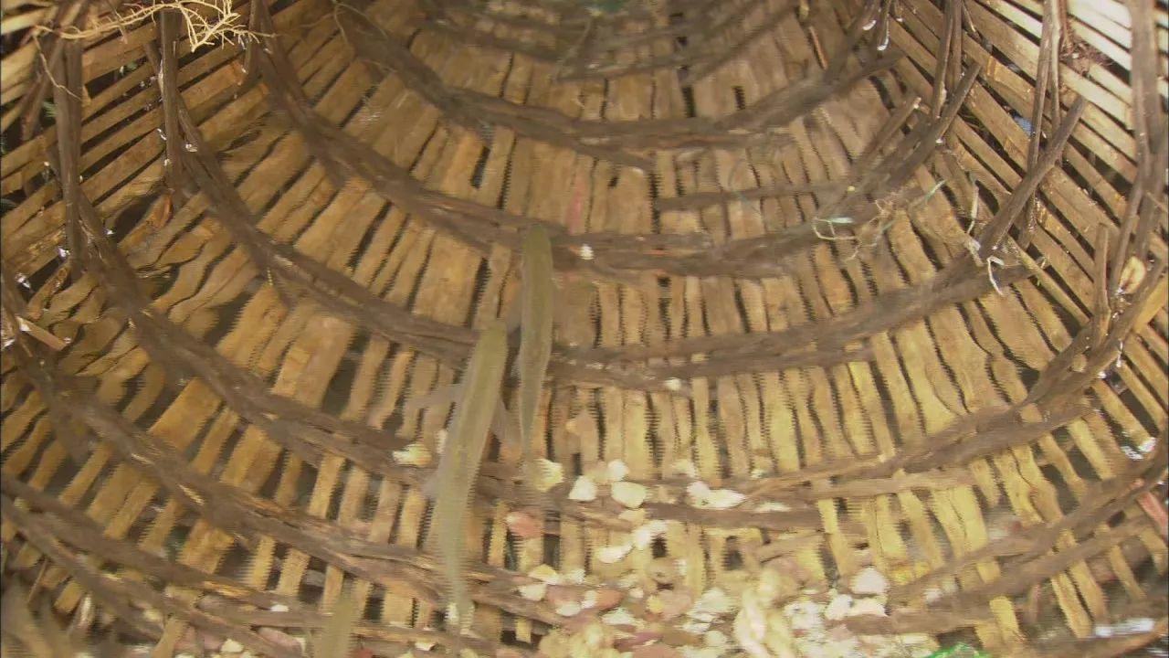 不用网不用钩就能捕到鱼？答案就在这里