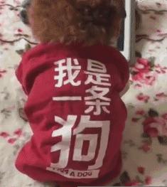 汉语博大精深写错字都能看懂,中国汉字博大精深搞笑视频错字