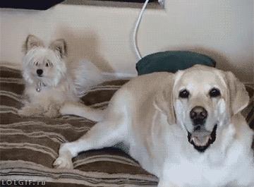 汉语博大精深写错字都能看懂,中国汉字博大精深搞笑视频错字